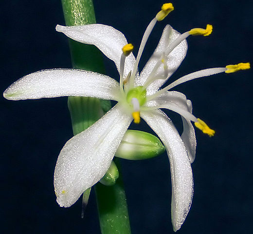 Flor de la cinta 