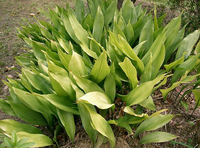 La aspidistra también puede ser cultivada como una planta de exterior | KENPEI