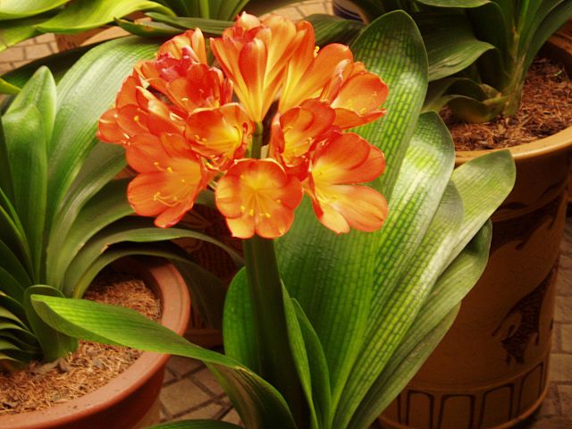 Clivia, una planta de interior con una preciosa flor naranja
