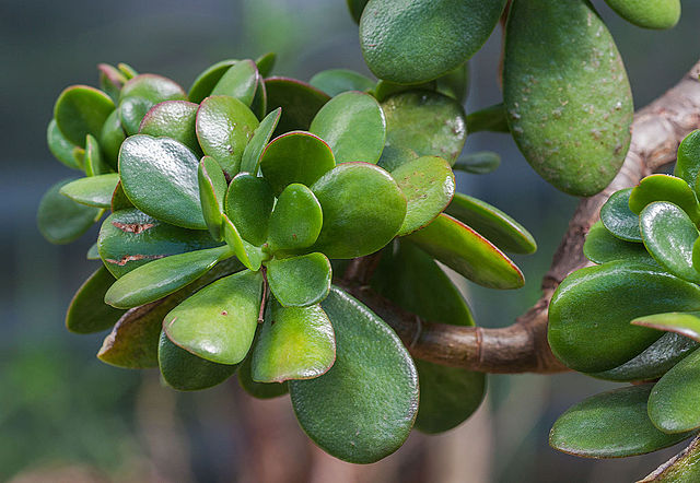 Plantas de interior | Planta de jade