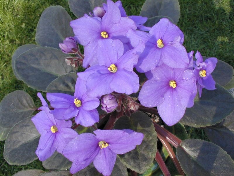Violeta africana 