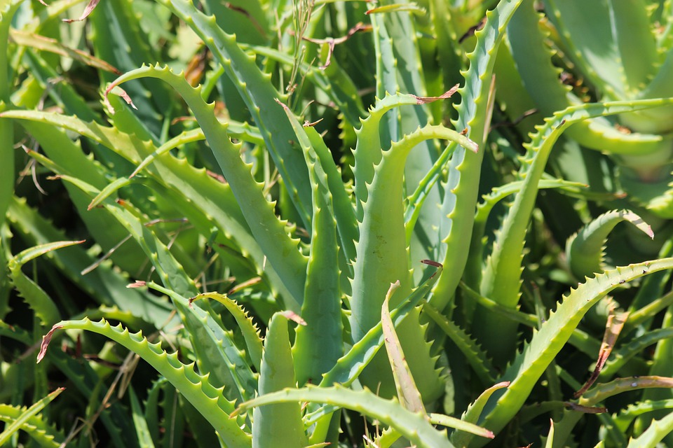 aloe vera, reina de las plantas medicinales