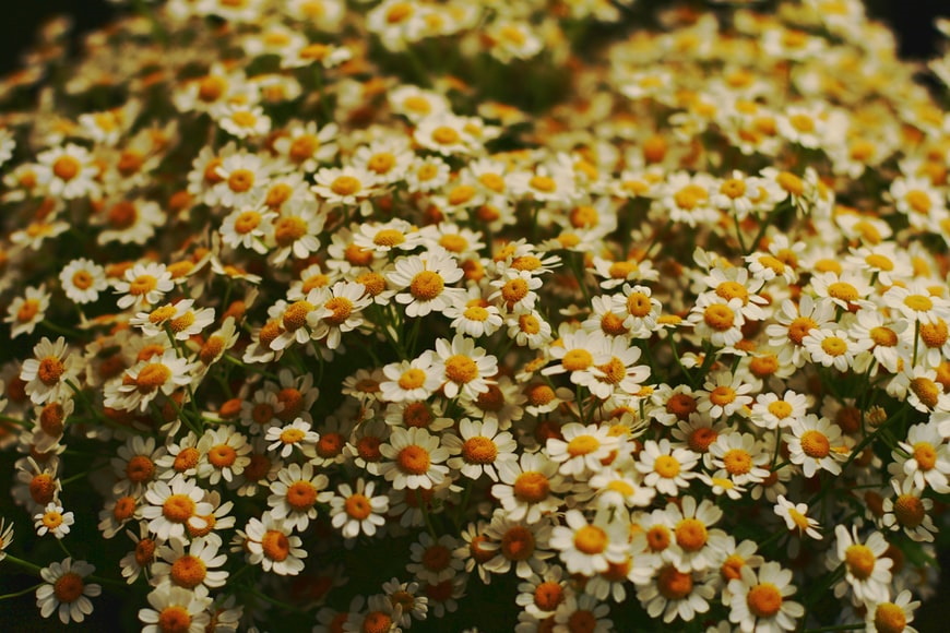 flores de manzanilla