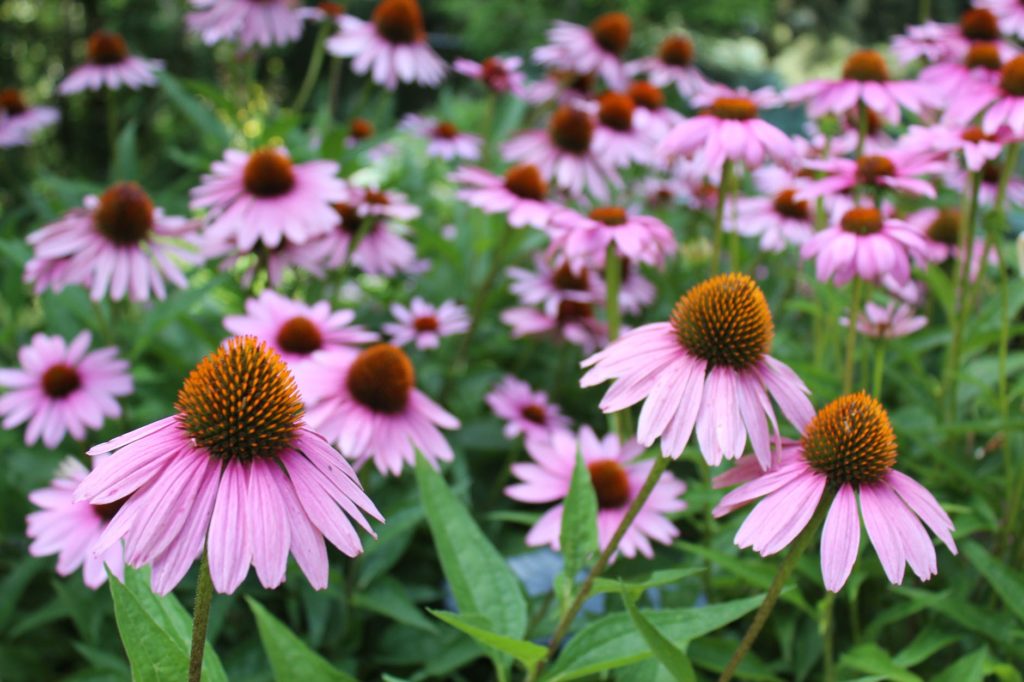 flores de equinácea