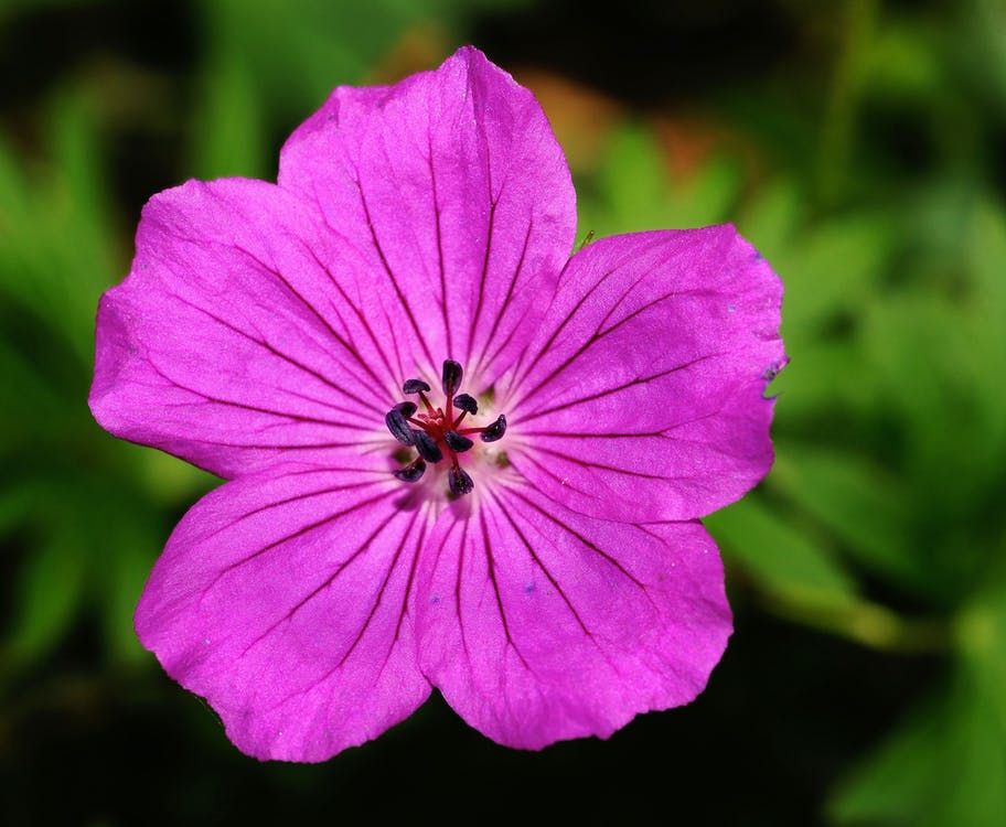 flor de geranio