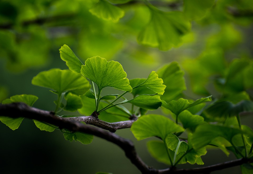 rama de ginkgo