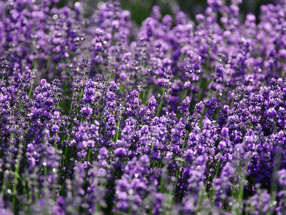 flores de lavanda