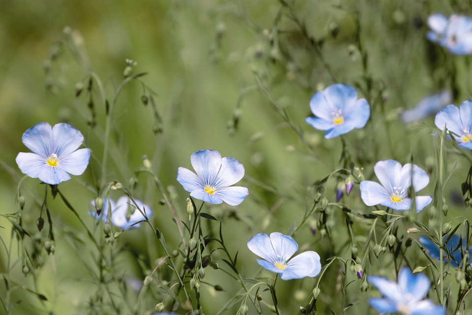 flores de lino