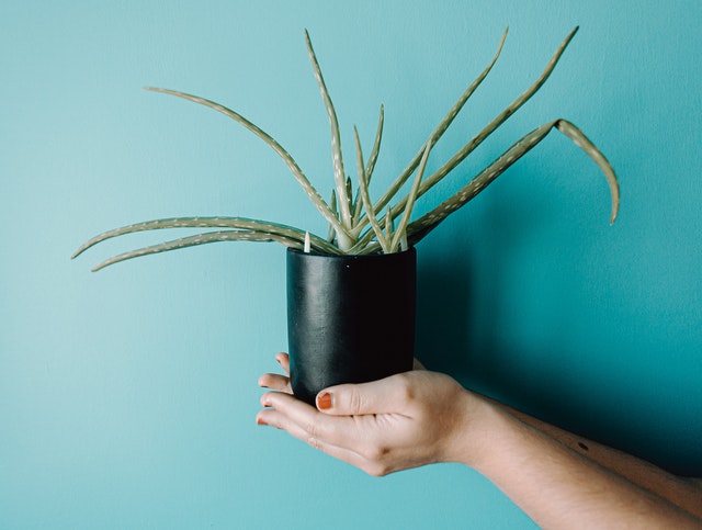 El aloe vera, además de ser una planta de interior, es extremadamente útil a nivel medicinal.