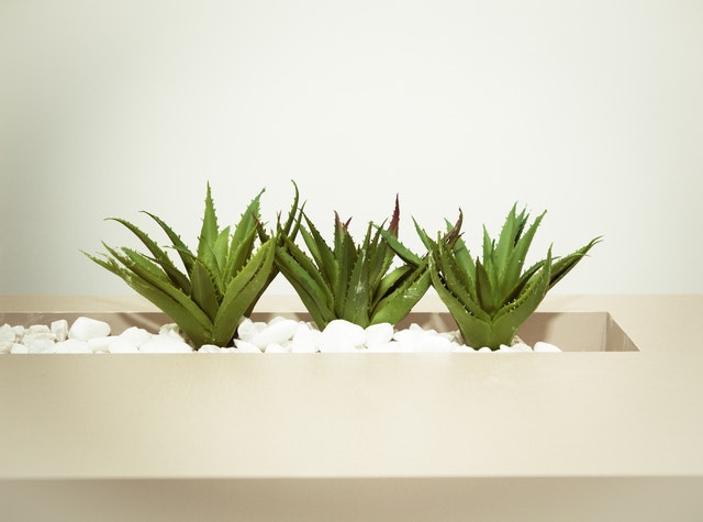 Plantas de interior | Planta de aloe vera