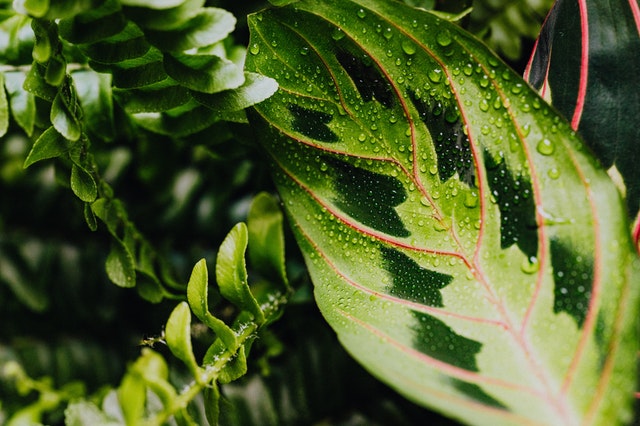 Calathea