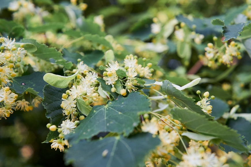 hojas y flores de tilo