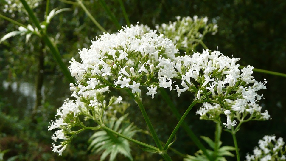 flores de valeriana