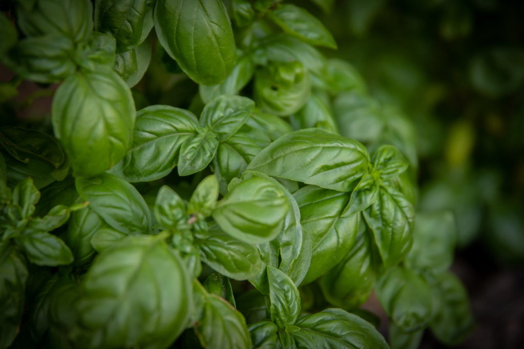 albahaca plantas aromáticas