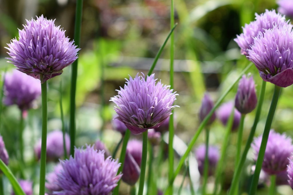 Cebollino. Plantas aromáticas.