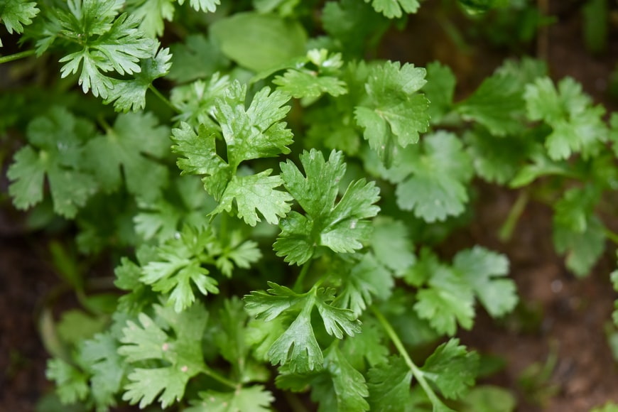 Cilantro. Plantas aromáticas.