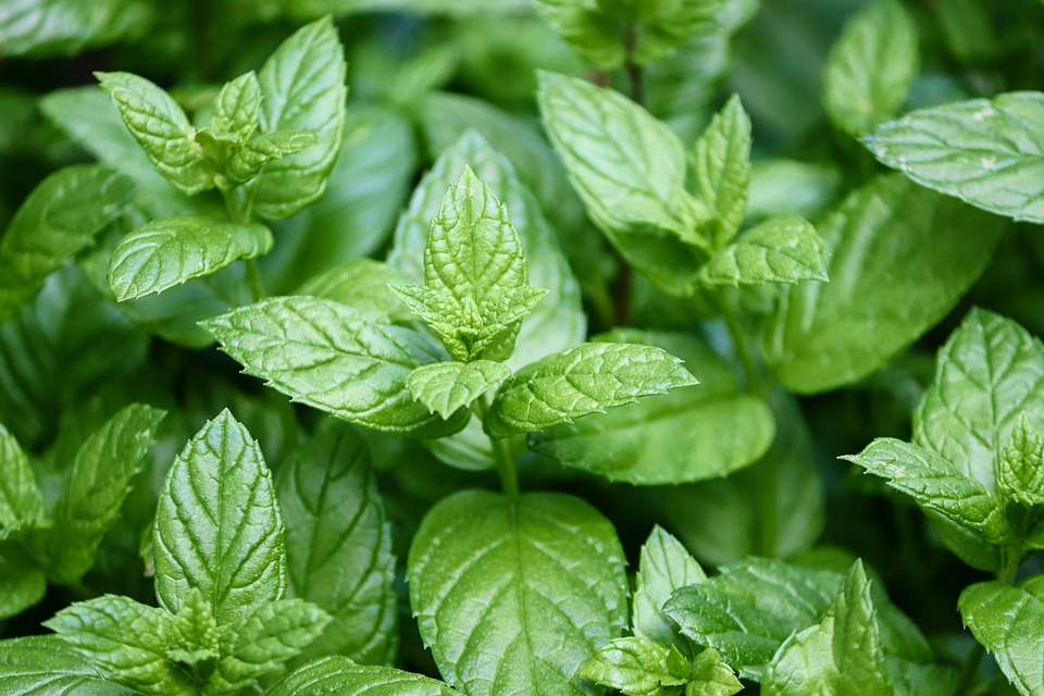 Hierbabuena. Plantas aromáticas.