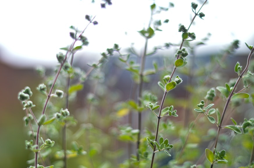 Orégano. Plantas aromáticas