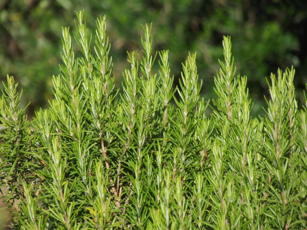 romero plantas aromáticas