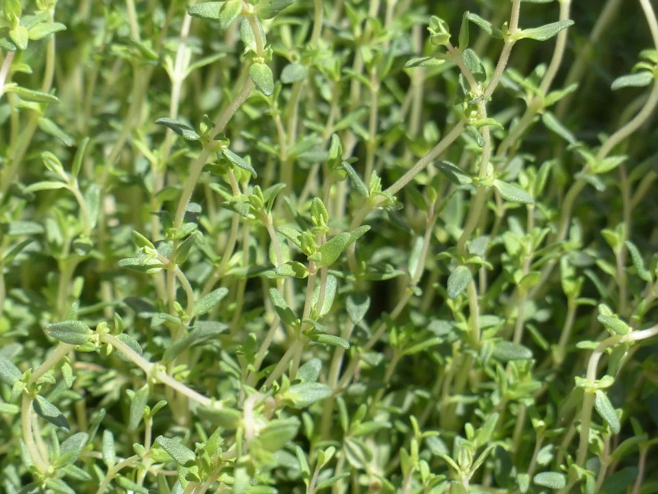 Tomillo. Plantas aromáticas.