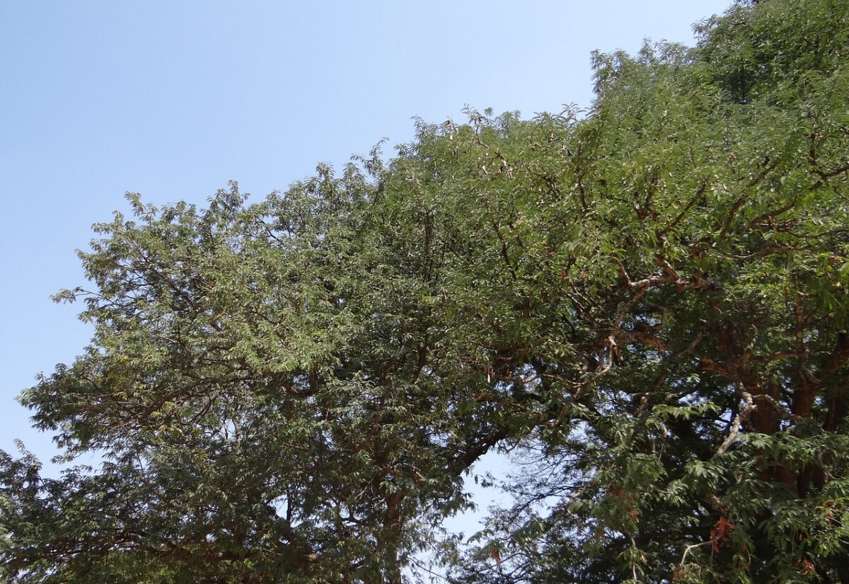 Árbol del tamarindo